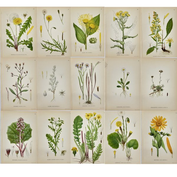 Carl Lindman (1856-1928) - Set of 15 Old Botanical Prints - Leontodon autumnalis - Autumn Hawkbit - Taraxacum officinale - Dandelion - Solidago virgaurea - European goldenrod - Inula helenium