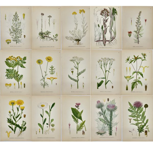 Carl Lindman (1856-1928) - Set of 15 Old Botanical Prints - Antennaria dioica - Common Cat's Foot - Helichrysum arenarium - Immortelle - Petasites frigidus - Artemisia absinthium - Wormwood