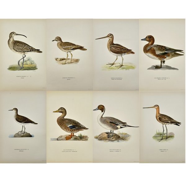 Magnus von Wright (1805 - 1868) - Set of 8 Antique Prints - Numenius phaeopus - Whimbrel - Black-tailed Godwit - Limosa limosa