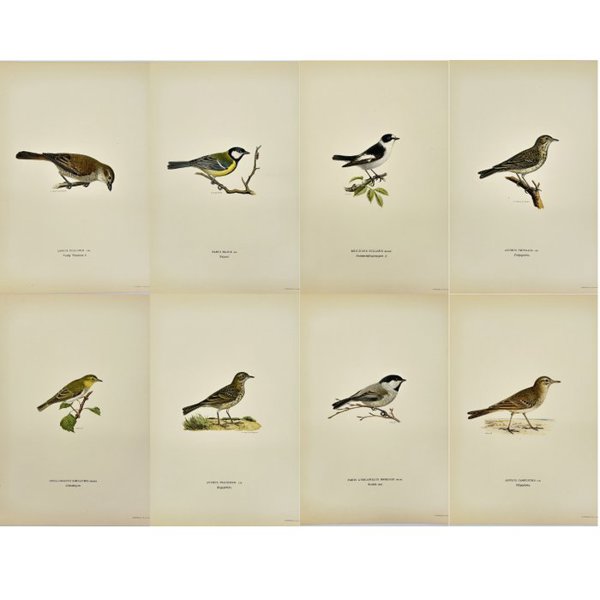 Magnus von Wright (1805 - 1868) - Set of 8 Antique Prints - Anthus campestris - Short-toed Lark - Anthus trivialis - Tawny Pipit