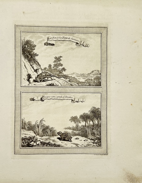 Laurent Guyot after François-Nicolas Martinet – Zak-Rot and Duck-foot Toad / Zak-Rot, o sia Topo di Surinam – Rosp con i piedi d'Anatra – Engraved Print (1757)
