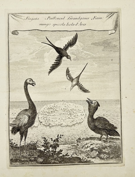 Jean-Baptiste Labat – Birds of Aves Island – Fregata, Paill'encul, Grandgosier, Fiammingo – Etching (1763)