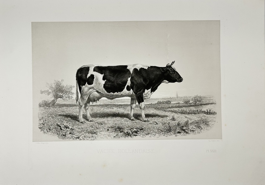 Émile Baudement (1819–1886) – Vache Hollandaise – Les Races bovines au Concours universel agricole de Paris en 1856 – Heliogravure with Engraving and Lithography (1861–62)
