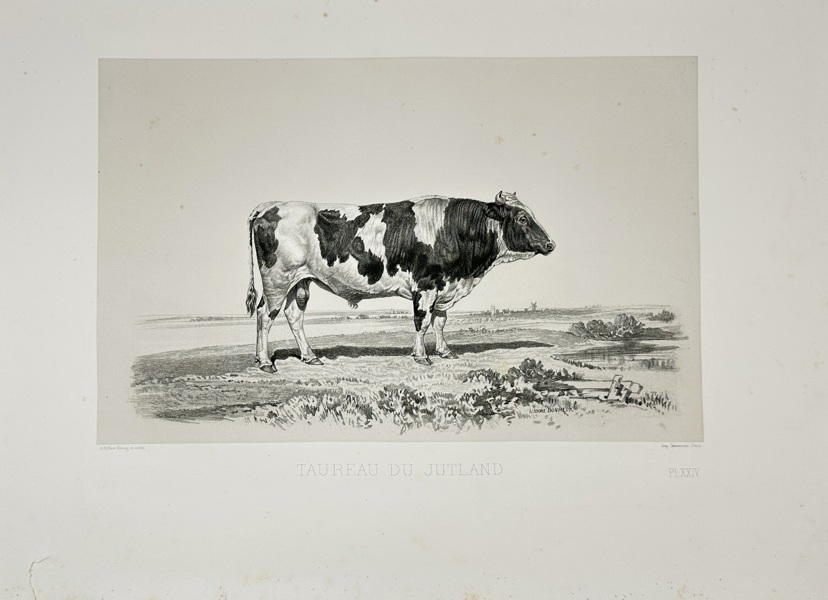 Émile Baudement (1819–1886) – Taureau du Jutland – Les Races bovines au Concours universel agricole de Paris en 1856 – Heliogravure with Engraving and Lithography (1861–62)