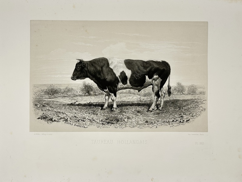 Émile Baudement (1819–1886) – Taureau Hollandais – Les Races bovines au Concours universel agricole de Paris en 1856 – Heliogravure with Engraving and Lithography (1861–62)