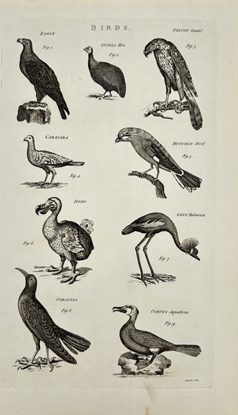 Isaac Taylor (1730–1807) – Birds: Eagle, Falcon, Dodo, Caracara, Grus Balearica – Copperplate Engraving from Millar’s Natural History (1785)