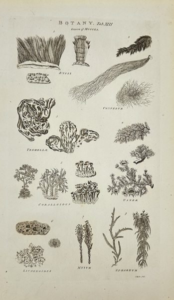Isaac Taylor (1730–1807) – Botany: Genera of Mosses – Copperplate Engraving from Millar’s Natural History (1785)