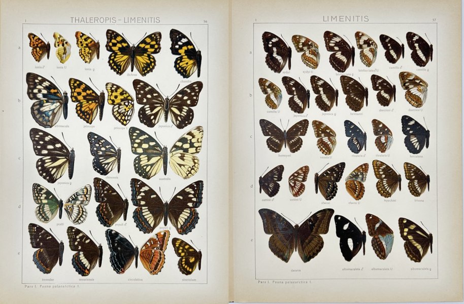 Adalbert Seitz (1860–1938) – Thaleropis limenitis Butterfly – Chromolithograph from Die Gross-Schmetterlinge der Erde (1909–1915)