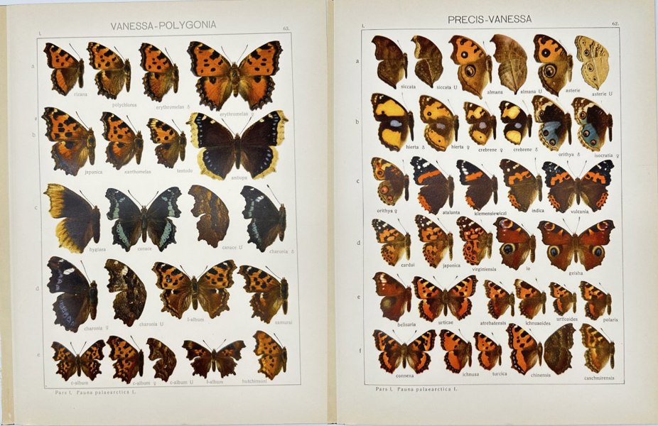 Adalbert Seitz (1860–1938) – Precis Vanessa and Vanessa polygonia Butterflies – Chromolithographs from Die Gross-Schmetterlinge der Erde (1909–1915)
