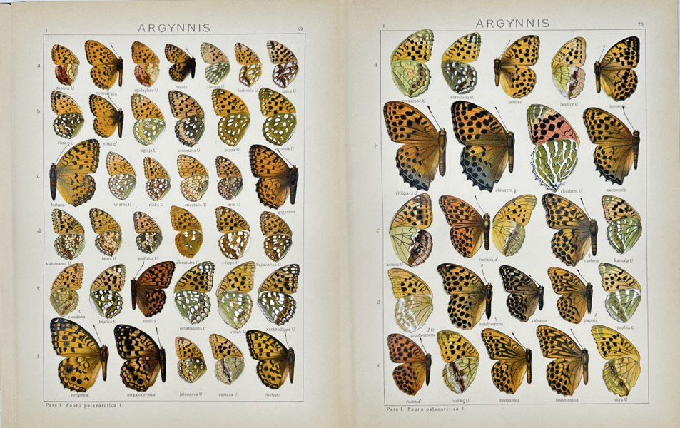 Adalbert Seitz (1860–1938) – Argynnis Butterfly – Chromolithograph from Die Gross-Schmetterlinge der Erde (1909–1915)