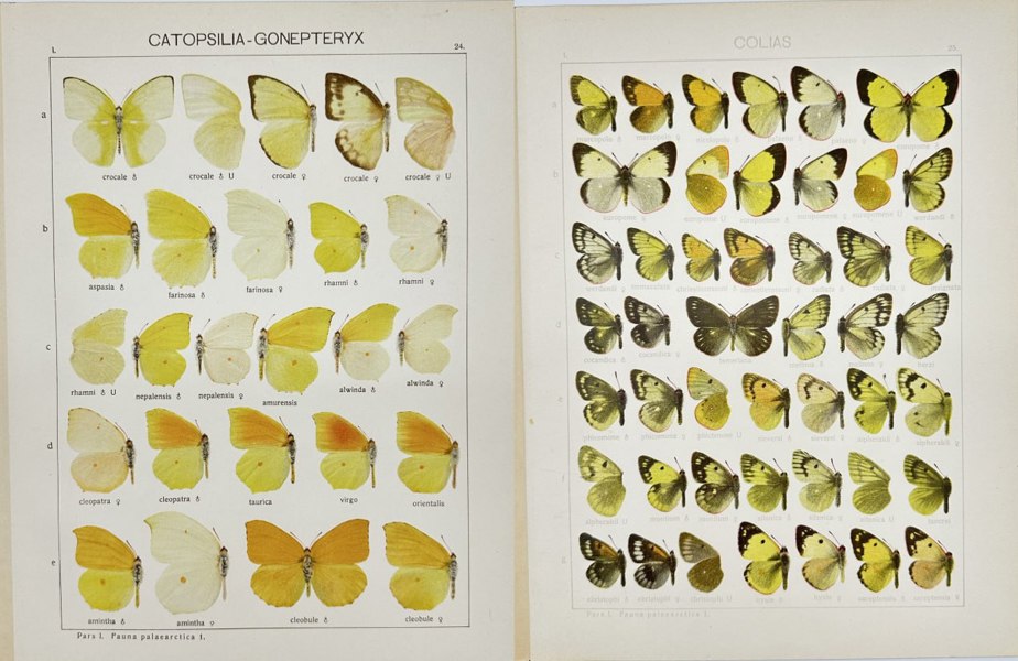 Adalbert Seitz (1860–1938) – Catopsilia gonepteryx and Colias Butterflies – Chromolithographs from Die Gross-Schmetterlinge der Erde (1909–1915)