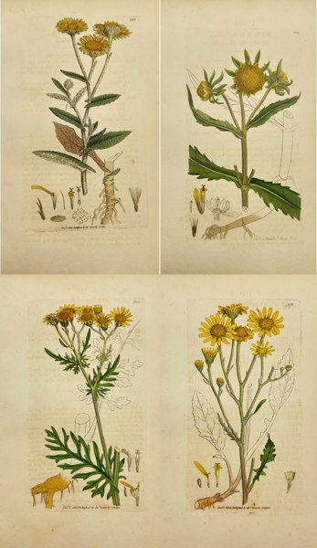 James Sowerby (1757–1822) – Inula Dysenterica (Common Fleabane) – Hand-Coloured Engraving from English Botany (1790–1814)