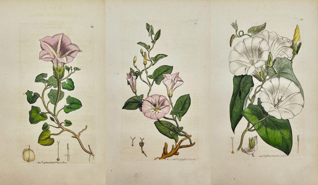 James Sowerby (1757–1822) – Set of 4 Hand-Coloured Botanical Engravings – Inula Dysenterica, Bidens Cernua, Senecio Jacobaea, Senecio Aquaticus