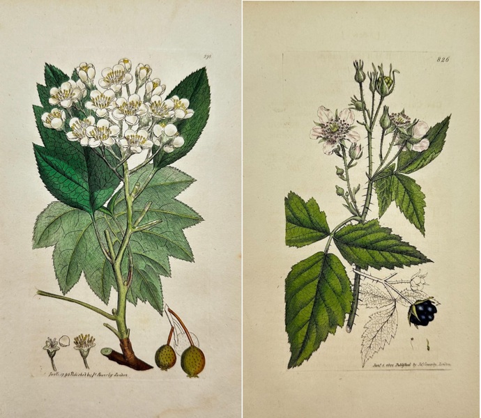 James Sowerby (1757–1822) – Set of 2 Hand-Coloured Botanical Engravings – Crataegus Torminalis (Wild Service Tree) and Rubus Caesius (Dew-berry) 