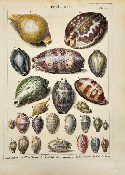 Pierre-Quentin Chedel (1705–1763) after François Boucher (1703–1770) – Porcelaines (Shells) – Hand-Coloured Engraving