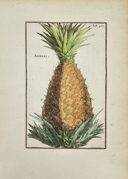 Joseph Pitton de Tournefort (1656–1708) – Ananas comosus – Hand-Colored Copperplate Engraving (1797)