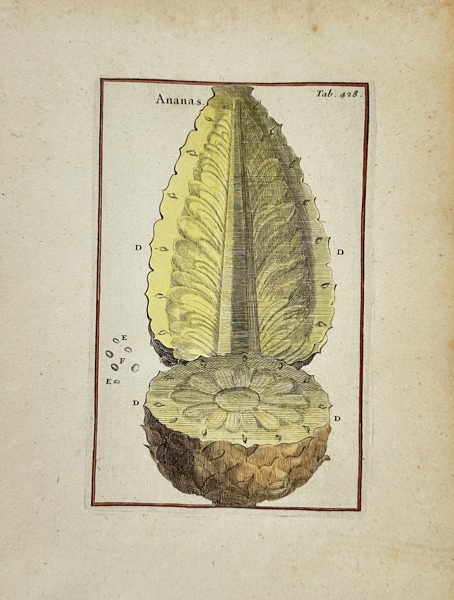 Joseph Pitton de Tournefort (1656–1708) – Ananas comosus – Hand-Colored Copperplate Engraving (1797)