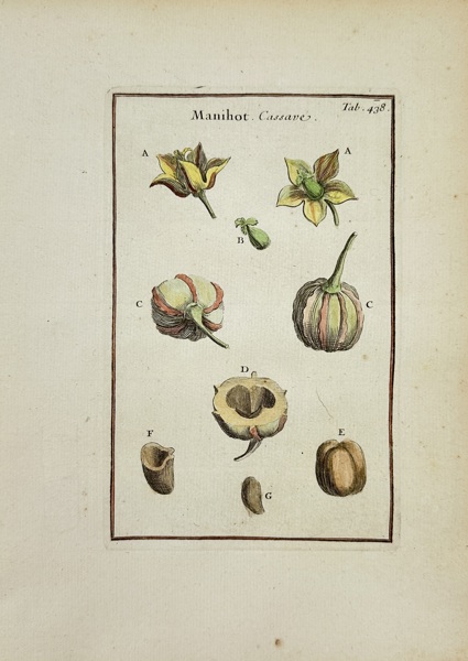 Joseph Pitton de Tournefort (1656–1708) – Manihot (Cassava) – Hand-Colored Copperplate Engraving (1797)