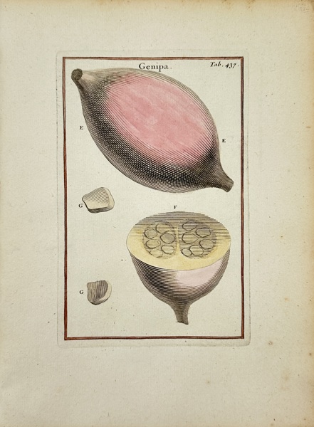 Joseph Pitton de Tournefort (1656–1708) – Genipa – Hand-Colored Copperplate Engraving (1797)