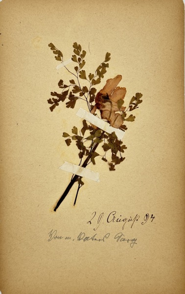 Unknown – Botanical Specimen with Handwritten Inscription – Pressed Plant on Paper (1894)