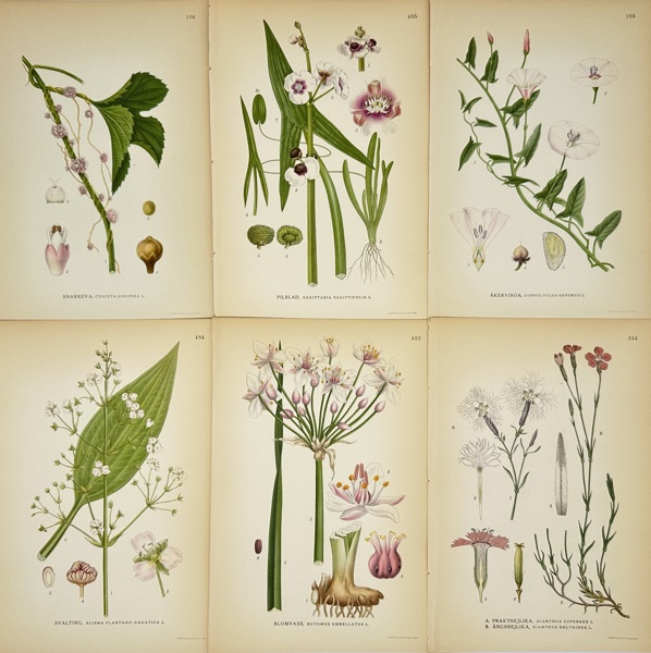 Carl Axel Magnus Lindman (1856–1928) – Set of 6 Botanical Prints – Chromolithographs (c.1901–1905)