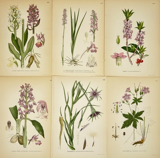 Carl Axel Magnus Lindman (1856–1928) – Set of 6 Botanical Prints – Chromolithographs (c.1901–1905)