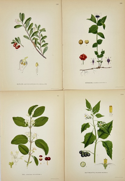 Carl Axel Magnus Lindman (1856–1928) – Set of 4 Botanical Prints – Chromolithographs (c.1901–1905)