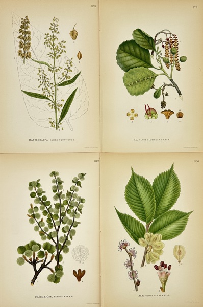 Carl Axel Magnus Lindman (1856–1928) – Set of 4 Botanical Prints – Chromolithographs (c.1901–1905)