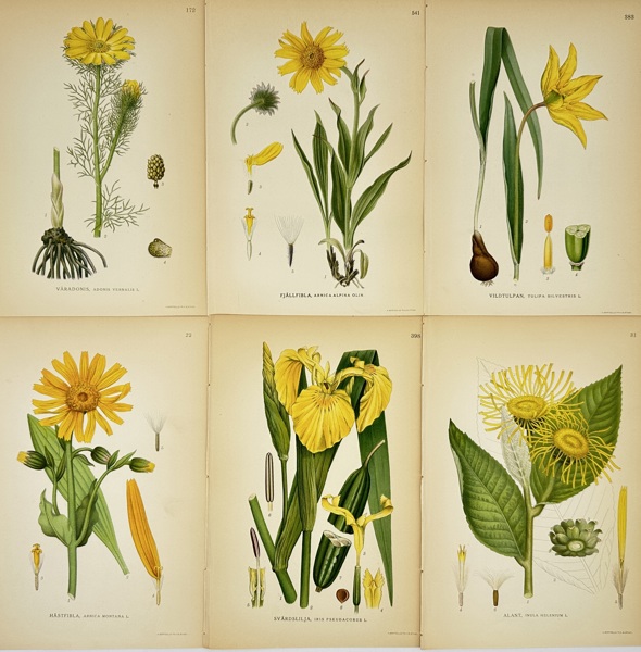 Carl Axel Magnus Lindman (1856–1928) – Set of 6 Botanical Prints – Chromolithographs (c.1901–1905)