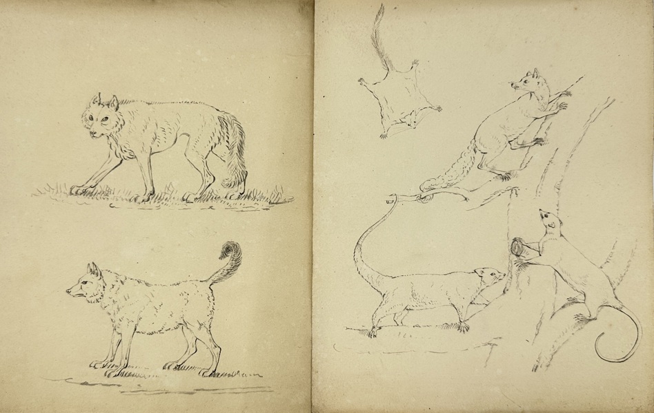 Unknown – Zoological Study of Mammals – Ink Drawings on Paper (19th Century)