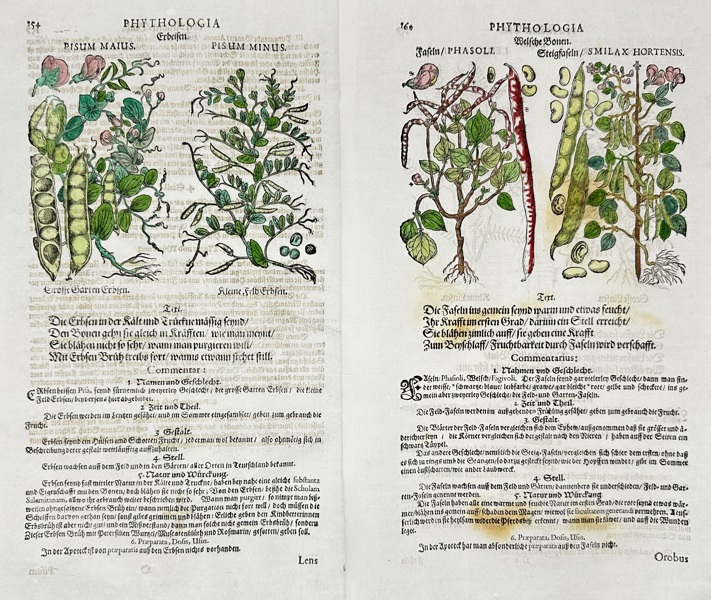 Adam Lonitzer (1528–1586) – Botanical Woodcuts of Peas and Beans – Hand-Colored Leaf from Kreuterbuch (Late 16th Century)