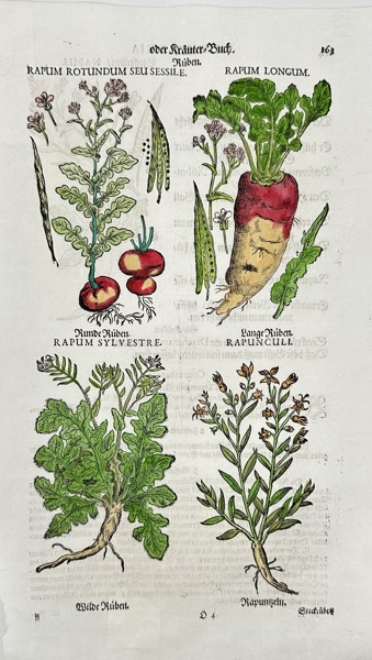 Adam Lonitzer (1528–1586) – Turnips and Wild Radishes – Hand-Coloured Botanical Woodcut from Kreuterbuch (c.1580s)