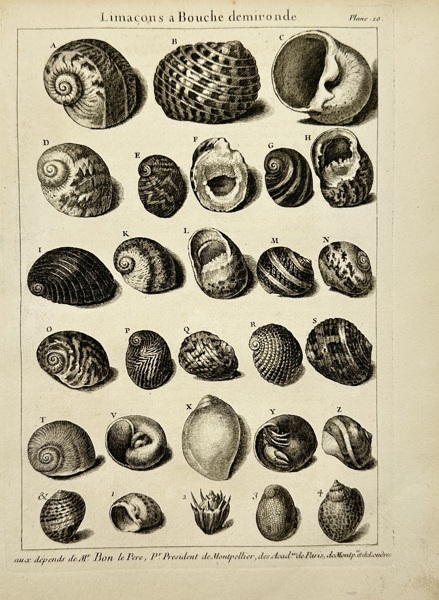 Quentin Pierre Chedel (1705–1762) after François Boucher (1703–1770) – Plate 40: Limaçons à Bouche demironde – Copperplate Engraving from L’Histoire naturelle éclaircie... by Dézallier d’Argenville