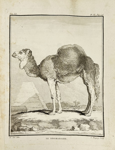 Jacques de Sève (active 1742–1788) – Le Dromadaire – Copperplate Engraving by Charles Baquoy from Histoire Naturelle by Buffon (Late 18th Century)