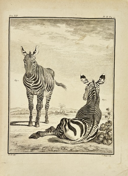 Jacques de Sève (active 1742–1788) – Zebras – Copperplate Engraving by Charles Baquoy from Histoire Naturelle by Buffon (Late 18th Century)