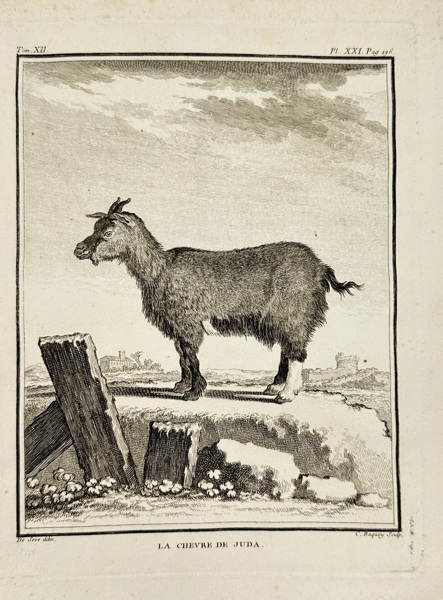 Jacques de Sève (active 1742–1788) – La Chèvre de Juda (The Goat of Judea) – Copperplate Engraving by Charles Baquoy from Histoire Naturelle by Buffon (Late 18th Century)