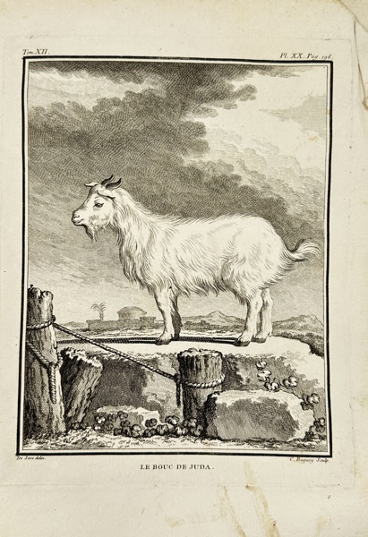 Jacques de Sève (active 1742–1788) – Le Bouc de Juda (The Buck of Judea) – Copperplate Engraving by Charles Baquoy from Histoire Naturelle by Buffon (Late 18th Century)