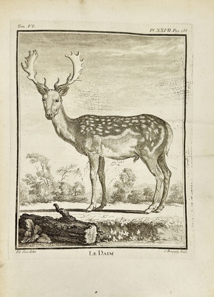 Jacques de Sève (active 1742–1788) – Le Daim (The Fallow Deer) – Copperplate Engraving by Charles Baquoy from Histoire Naturelle by Buffon (Late 18th Century)