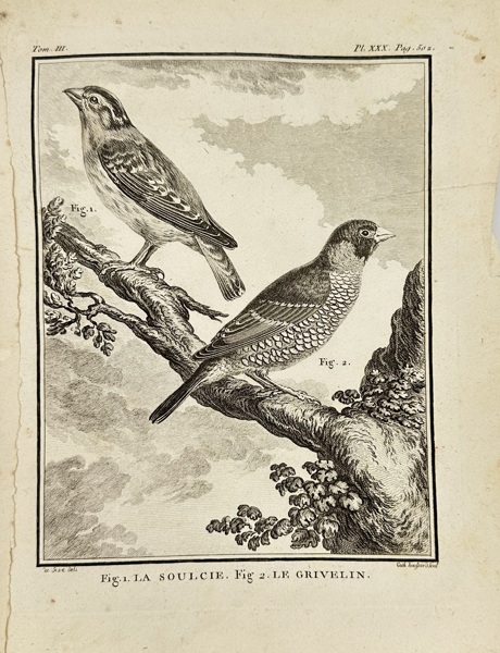 Jacques de Sève (active 1742–1788) – La Soulcie and Le Grivelin – Copperplate Engraving by Claude-Louis Desrais from Histoire Naturelle des Oiseaux by Buffon (Late 18th Century)