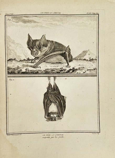 Jacques Eustache de Sève (active 1742–1788) – Le Fer-à-Cheval (Horseshoe Bat) – Copperplate Engraving by Claude-Louis Desrais from Histoire Naturelle by Buffon (Late 18th Century)