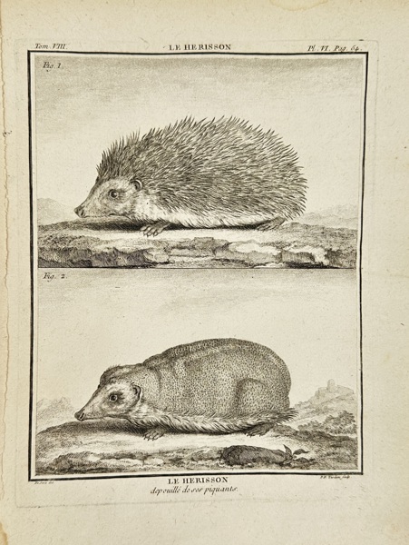 Jacques Eustache de Sève (active 1742–1788) – Le Hérisson (The Hedgehog) – Copperplate Engraving by Benard from Histoire Naturelle by Buffon (Late 18th Century)