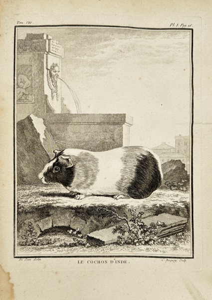 Jacques de Sève (active 1742–1788) – Le Cochon d’Inde (The Guinea Pig) – Copperplate Engraving by Charles Baquoy from Histoire Naturelle by Buffon (Late 18th Century)