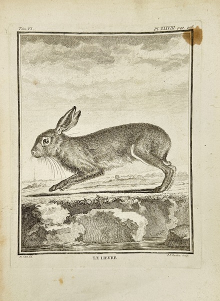 Jacques de Sève (active 1742–1788) – Le Lièvre (The Hare) – Copperplate Engraving by Robert Bénard from Histoire Naturelle by Buffon (Late 18th Century)