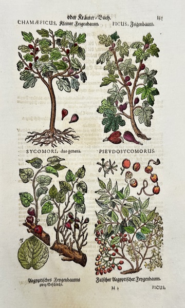 Johann Joachim Becher (1635–1682) – Hand-Colored Botanical Woodcut – Fig Trees and Plants (Late 17th Century)