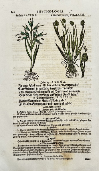 Johann Joachim Becher (1635–1682) – Hand-Colored Botanical Woodcut – Phythologia: Habern / Avena and Canarian Seeds / Phalaris (Late 17th Century)