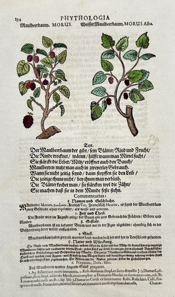 Johann Joachim Becher (1635–1682) – Hand-Colored Botanical Woodcut – Phythologia: Mulberry Tree (Morus) and White Mulberry Tree (Morus Alba) (Late 17th Century)