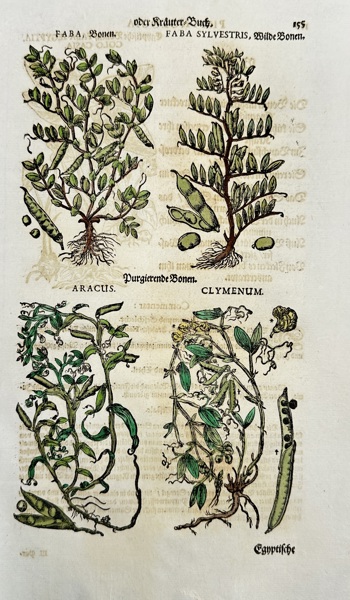 Johann Joachim Becher (1635–1682) – Hand-Colored Botanical Woodcut – Faba Beans and Related Plants (Late 17th Century)