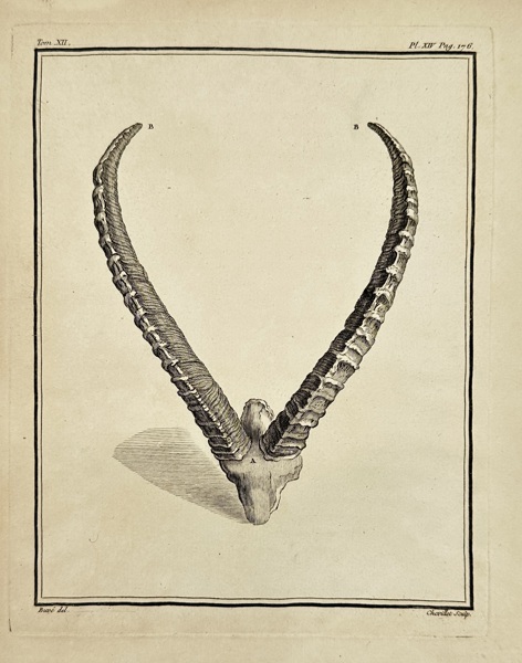 Juste Chevillet (1729–1790)  – Ram's Horn (Plate XIV from Volume XII of Buffon's Histoire Naturelle) – Engraving (1764)
