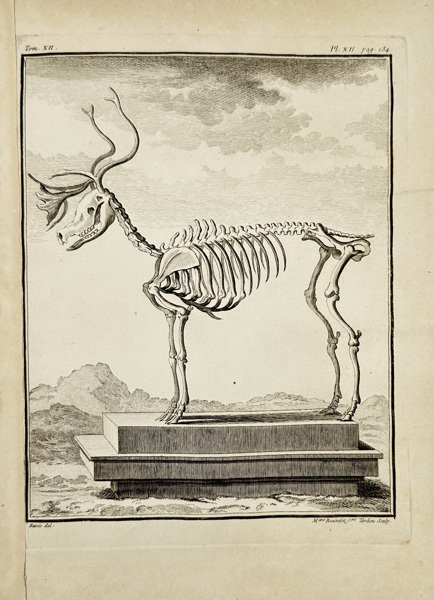 Alessandro Rosi (1627–1697) / Johann Rudolph Schmutzer (1651–1724) / Tardieu (engraver) – Engraving – Skeleton of a Deer with Horns (18th Century)