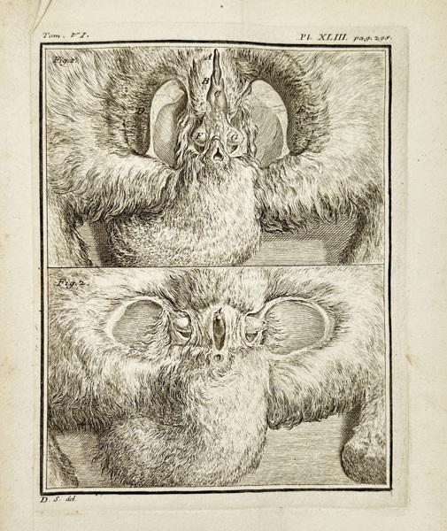 Jacques de Sève (active 18th century)  – Anatomy of a Hare – Etching (18th Century)